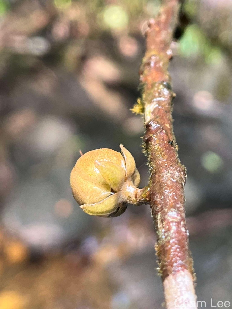 Stemonoporus rigidus Thwaites